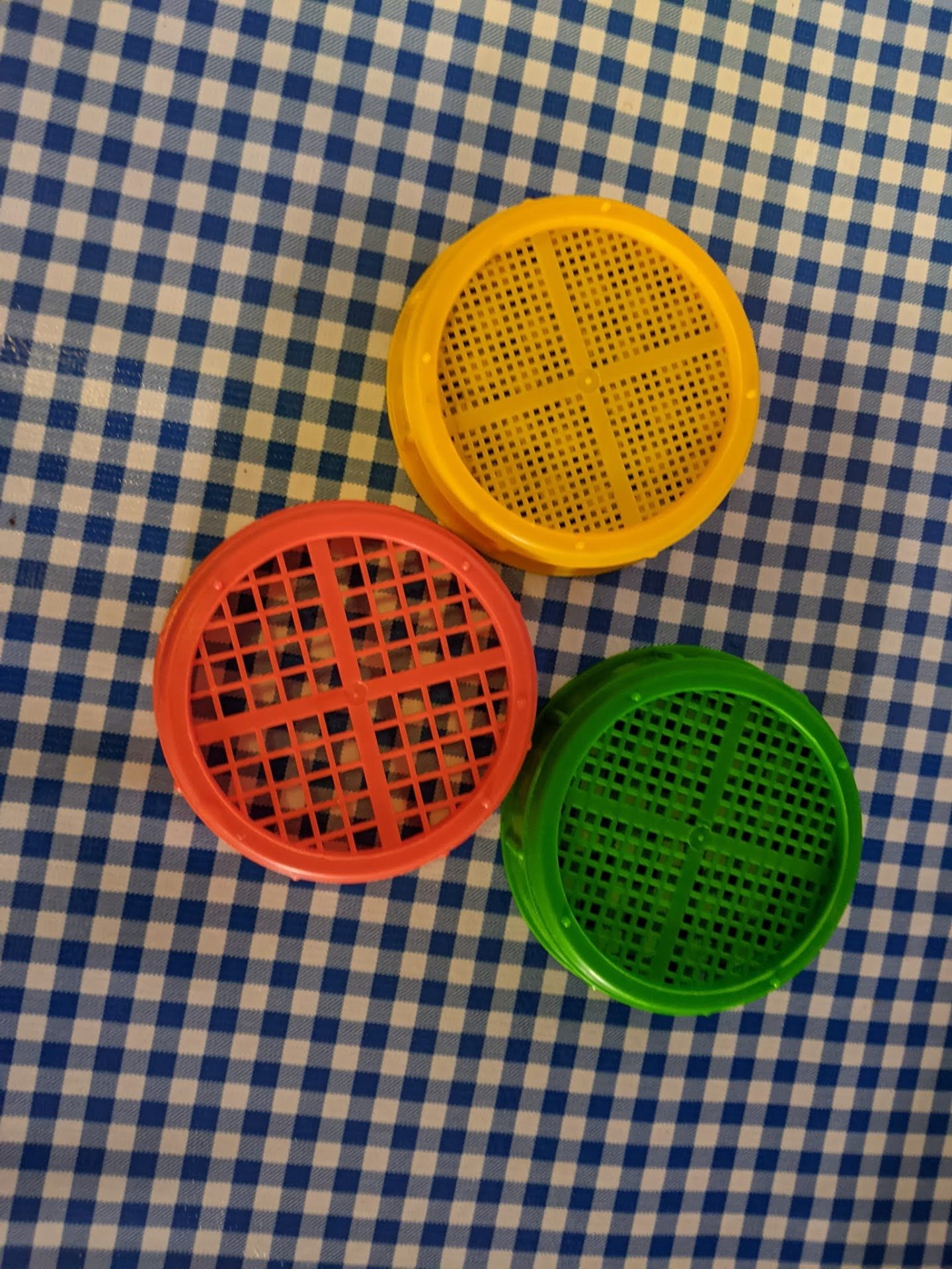 You are currently viewing growing onion sprouts