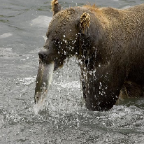I-learn-to-eat-like-a-bear