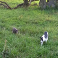 walking with kitties