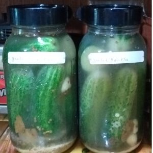 old fashioned garlic dill pickle recipe (fermented)