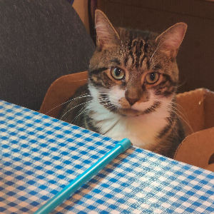 Eggplant parmesan with sous chef