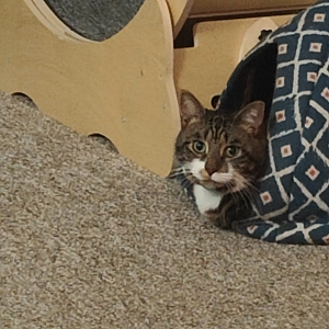 ribeye bokchoy stirfry