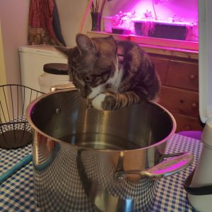 Eggplant parmesan with sous chef